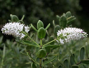 Hebe ‘Lindsayi White’ photographed at a Hebe Society member’s garden, Cheshire, UK