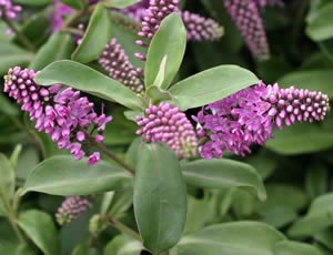 Hebe ‘Lisa’ photographed at Derwen Garden Centre, Powys, Wales, UK