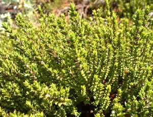 Hebe ‘Loganioides’ photographed at Logan Botanic Garden, near Stranraer, Scotland, UK