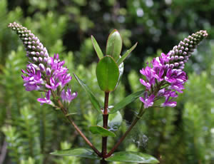 Hebe ‘Longacre’ photographed at a Hebe Society member’s garden, Cheshire, UK