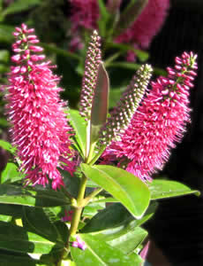 Hebe ‘Louise’ photographed by Gordon Smith at his garden, Surrey, UK