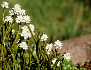 Hebe lycopodioides ‘Peter Pan’ photographed at a Hebe Society member’s garden, Cheshire, UK