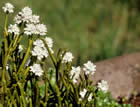 For more information on Hebe lycopodioides ‘Peter Pan’, and a larger view 20K