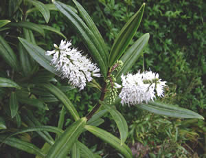 Hebe macrocarpa photographed by Gordon Smith at his garden, Surrey, UK