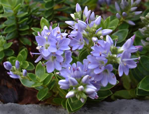 Hebe ‘Margret’ photographed at a Hebe Society member’s garden, Cheshire, UK