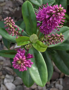 Hebe ‘Maria’ photographed at The Quinta Arboretum, Swettenham, Cheshire, UK