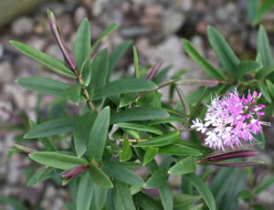 Hebe ‘Mary Antoinette’ photographed at The Quinta Arboretum, Swettenham, Cheshire, UK