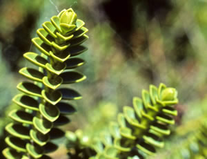 Hebe masoniae photographed at Waipahihi Botanic Garden, Taupo, North Island, New Zealand