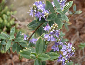 Hebe ‘McEwanii’ photographed at a Hebe Society member’s garden, Cheshire, UK