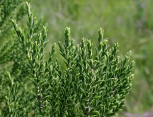 Hebe ‘Menzies Bay’ photographed at Duchy College, Rosewarne, Cornwall, UK