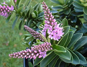 Hebe ‘Mette’ photographed at a Hebe Society member’s garden, Cheshire, UK