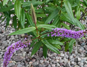 Hebe ‘Midsummer Beauty’ photographed at The Quinta Arboretum, Swettenham, Cheshire, UK