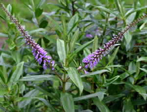 Hebe ‘Miss E Fittall’ photographed at The Quinta Arboretum, Swettenham, Cheshire, UK