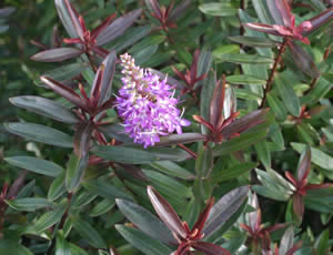 Hebe ‘Mrs Winder’ photographed at a garden in Macclesfield, Cheshire, UK, December 2007