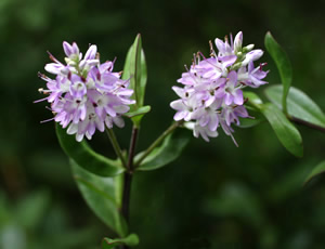 Hebe ‘Nantyderry’ photographed at a Hebe Society member’s garden, Cheshire, UK