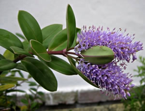 Hebe obtusata photographed by Gordon Smith at his garden, Surrey, UK