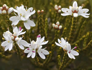 Hebe ochracea photographed at a garden in Macclesfield, Cheshire, UK