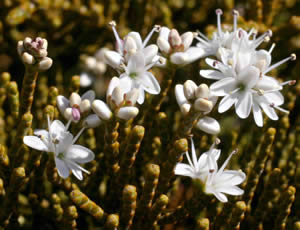 Hebe ochracea ‘James Stirling’ photographed at a garden in Macclesfield, Cheshire, UK