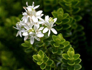 Hebe odora photographed at Glenwhan Garden, Stranraer, Scotland, UK