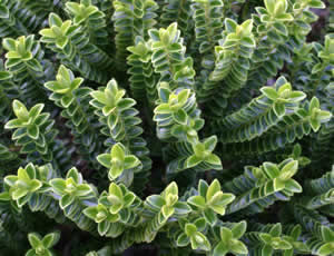 Hebe odora ‘Nana’ photographed at The Quinta Arboretum, Swettenham, Cheshire, UK