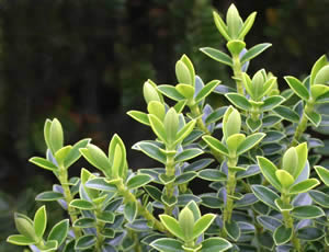 Hebe odora ‘New Zealand Gold’ photographed at Wakehurst Place, Ardingly, Sussex, UK