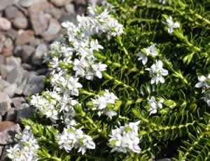 Hebe odora ‘Summer Frost’ photographed at The Quinta Arboretum, Swettenham, Cheshire, UK