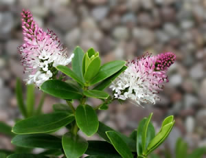 Hebe ‘Oratia Beauty’ photographed at The Quinta Arboretum, Swettenham, Cheshire, UK