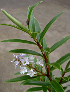 Hebe ‘Otari Delight’ photographed at a Hebe Society member’s garden, Cheshire, UK