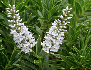 Hebe parviflora ‘Holdsworth’ photographed at The Quinta Arboretum, Swettenham, Cheshire, UK