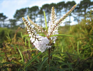 Hebe parviflora ‘Palmerston’ photographed at Duchy College, Rosewarne, Redruth, Cornwall, UK