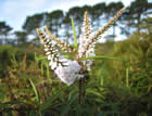 For more information on Hebe parviflora ‘Palmerston’, and a larger view 20K