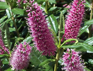 Hebe ‘Paula’ photographed by Jane St Pierre in her garden, California, USA