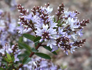 Hebe ‘Pearl of Paradise’ photographed at The Quinta Arboretum, Swettenham, Cheshire, UK