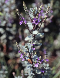 Hebe ‘Pimeba’ photographed in a Hebe Society member’s garden, Cheshire, UK