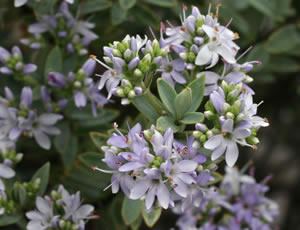 Hebe pimeleoides photographed at a Hebe Society member’s garden, Cheshire, UK