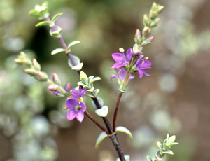 Hebe pimeleoides ‘Quicksilver’ photographed at a Hebe Society member’s garden, Cheshire, UK