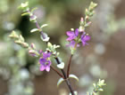 For more information on Hebe pimeleoides ‘Quicksilver’, and a larger view 20K