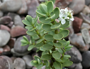 Hebe pinguifolia ‘Godefroyana’ photographed at The Quinta Arboretum, Swettenham, Cheshire, UK