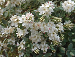 Hebe pinguifolia ‘Pagei’ photographed at Holkham Gardens, Norfolk, UK