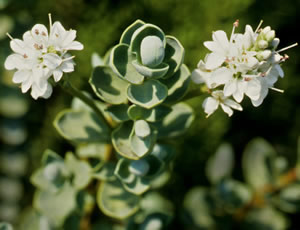 Hebe pinguifolia ‘Sutherlandii’ photographed at a Hebe Society member’s garden, Cheshire, UK