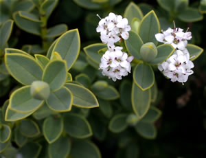 Hebe pinguifolia ‘Wardiensis’ photographed at a Hebe Society member’s garden, Cheshire, UK