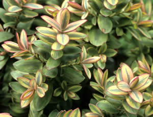 Hebe ‘Pink Elephant’ photographed at a Hebe Society member’s garden, Cheshire, UK