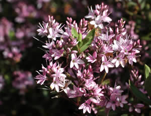 Hebe ‘Pink Paradise’ photographed at The Quinta Arboretum, Swettenham, Cheshire, UK