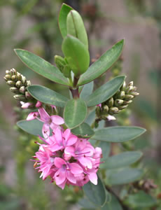 Hebe ‘Pink Pixie’ photographed at The Quinta Arboretum, Swettenham, Cheshire, UK