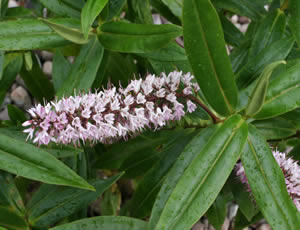 Hebe ‘Pink Wand’ photographed at The Quinta Arboretum, Swettenham, Cheshire, UK