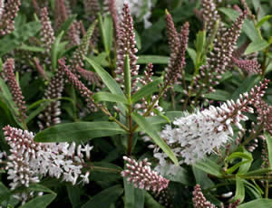 Hebe ‘Polden Hills’ photographed at The Quinta Arboretum, Swettenham, Cheshire, UK