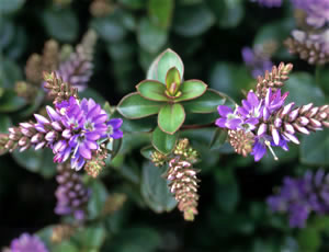 Hebe ‘Polly Moore’ photographed at a Hebe Society member’s garden, Cheshire, UK