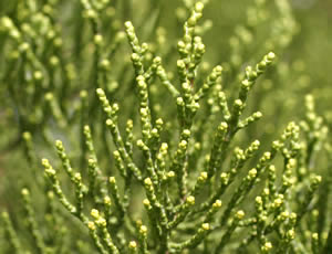 Hebe propinqua photographed at Logan Botanic Garden, Stranraer, Scotland, UK