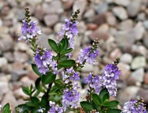 Hebe ‘Purple Pixie’ photographed at The Quinta Arboretum, Swettenham, Cheshire, UK