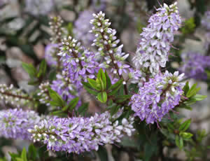 Hebe ‘Purple Princess’ photographed at The Quinta Arboretum, Swettenham, Cheshire, UK